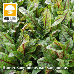 Sun-Life Rumex sanguineus var. sanguineus / Vérsóska (107) (TN00107) - koi-farm
