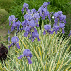 Sun-Life Iris pallida Variegata -dalmát nőszirom (TN00000) - koi-farm