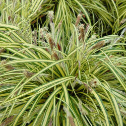 Sun-Life Carex muskingumensis Variegata / Csíkos pálmalevelű sás (21) (TN00021) - koi-farm