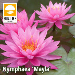 Sun-Life Nymphaea Mayla (TNMAYLA) - koi-farm