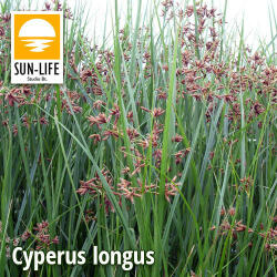 Sun-Life Cyperus longus / Hosszú vízipálma (30) (TN003027)