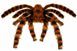 Widmann Tarantula - bekid - 44,90 RON Costum bal mascat copii