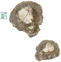  Fosil Lemn Mineral Natural Neregulat - 5-8 x 4-7 x 8-13 cm - ( XXL ) - 1 Buc
