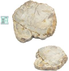  Fosil Lemn Mineral Natural Neregulat - 105x100x15 mm - ( XXL ) - Unicat