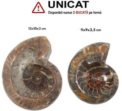 Fosil Ammonit Cleoniceras Opalizat Druzy Natural 11-13 x 9-10 x 2, 5-3 cm - Unicat
