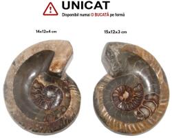 Fosil Ammonit Cleoniceras Opalizat Druzy Natural 15 x 11-12 x 3 cm - 1 Buc