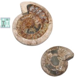 Fosil Ammonit Cleoniceras Opalizat Druzy Natural 30x24x6 cm - Unicat