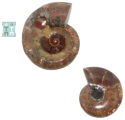  Fosil Ammonit Cleoniceras Opalizat Druzy Natural 12-13 x 9-10 x 2-3 cm - (XXL) - 1 Buc
