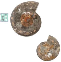 Fosil Ammonit Cleoniceras Opalizat Druzy Natural 24x20x5 cm - Unicat
