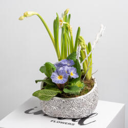 ImodFlowers Vas ceramica cu bulbi de primavara