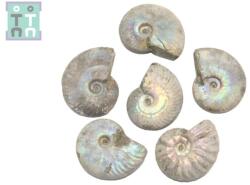 Fosil Ammonit Cleoniceras Opalizat Druzy Natural 50-60 x 41-49 x 15-19 mm - ( XXL ) - 1 Buc