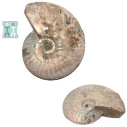  Fosil Ammonit Cleoniceras Opalizat Natural 15x14x3 cm - Unicat