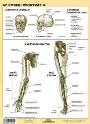 Stiefel Az emberi csontváz II. DUO
