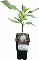 Magnolia Soulangeana liliomfa 2 literes konténerben