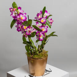 ImodFlowers Planta in ghiveci Dendrobium nobil