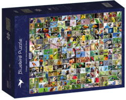 Bluebird Puzzle A világ legszebb madarai 4000 db-os (70552)
