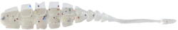 Mustad Aji Worm Naf Naf 5cm Lum Meli Melo (F1.M.NAF2011)