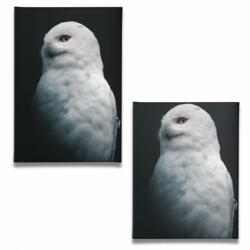  Fehér Bagoly - Vászonkép (fbagoly21)