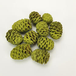  Cédrus toboz oliva 10db/csomag