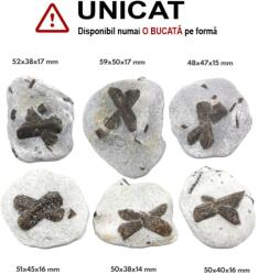  Staurolit - Piatra Crucii Bruta Naturala 48-59 x 38-50 x 14-17 mm - ( XXL ) - 1 Buc