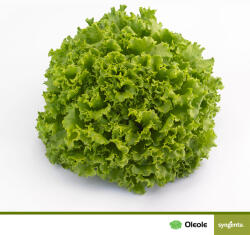 Syngenta Seminte de salata Oleole F1 - antomaragro - 129,00 RON