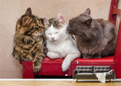 Persona Tapet Premium Canvas - Trei pisici pe scaunul rosu - tapet-canvas - 480,00 RON