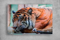 Persona Tablouri Canvas Animale - Tigru adormit - tapet-canvas - 150,00 RON