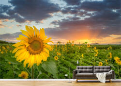 Persona Tapet Premium Canvas - Prim plan cu floarea soarelui - tapet-canvas - 340,00 RON