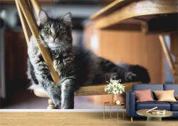 Persona Tapet Premium Canvas - Pisica adormita pe scaun - tapet-canvas - 340,00 RON