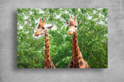 Persona Tablouri Canvas Animale - Doua girafe - tapet-canvas - 120,00 RON