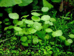 INVITAL Hydrocotyle vulgaris Pennywort