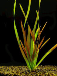 INVITAL Vallisneria spiralis red (Kosaras Hollandia Ø 5, 5 cm)