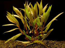 INVITAL Hygrophila angustifolia rubra (Kosaras Hollandia Ø 5, 5 cm)