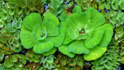 INVITAL Pistia stratiotes (Csésze Holland Ø 5, 5 cm)