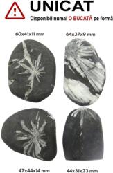 Piatra Crizantema Mineral Natural Rulat - 44-64 x 31-44 x 9-23 mm - ( XXL ) - 1 Buc