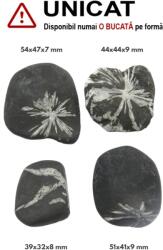  Piatra Crizantema Mineral Natural Rulat - 39-54 x 32-47 x 7-9 mm - ( XXL ) - 1 Buc