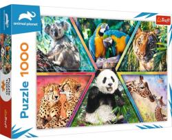 Trefl Animal Kingdom 1000 db-os (10672)