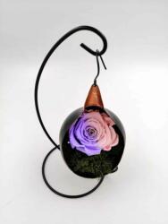 BiaRose Trandafir Criogenat pe pat de muschi in fotoliu suspendat Bicolor Mov - Roz