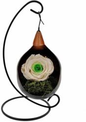 BiaRose Trandafir Criogenat pe pat de muschi in fotoliu suspendat Bicolor Alb - Verde