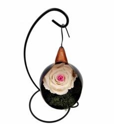 BiaRose Trandafir Criogenat pe pat de muschi in fotoliu suspendat Bicolor Alb - Roz