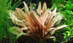 INVITAL Cryptocoryne petchii pink (Cserép Ø 5, 5 cm)