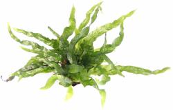 Green Aqua növény - Microsorum sp. Petite (9990032)
