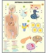 EURO-DLF Plansa dubla - Sistemul endocrin/ Sistemul digestiv