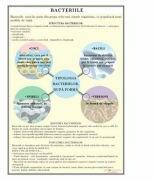 EURO-DLF Plansa - Bacterii