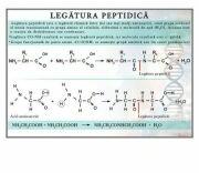 EURO-DLF Plansa - Legatura peptidica (CH20)