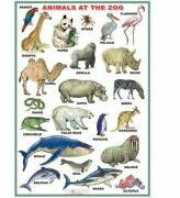 EURO-DLF Animals at the zoo /Flowers (DUO) - Plansa dubla, viu colorata, cu 2 teme distincte