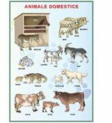 EURO-DLF Plansa - Animale domestice