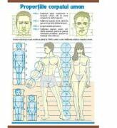 EURO-DLF Plansa dubla - Proportiile corpului uman/ Contrastele cromatice (AP5)