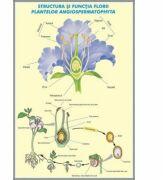 EURO-DLF Plansa dubla - Structura si functia florii la plante Angiospermatophyta / Structura si functiile frunzei