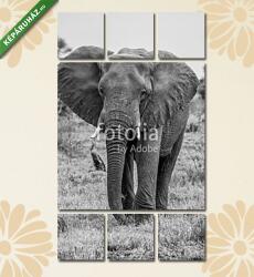  Többrészes Vászonkép, Premium Kollekció: Az elefánt fekete-fehérben jár a kamera felé(135x80 cm, W01)